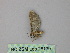  ( - BC ZSM Lep 26139)  @12 [ ] CreativeCommons - Attribution Non-Commercial Share-Alike (2010) Unspecified SNSB, Zoologische Staatssammlung Muenchen