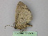  ( - BC ZSM Lep 26146)  @12 [ ] CreativeCommons - Attribution Non-Commercial Share-Alike (2010) Unspecified SNSB, Zoologische Staatssammlung Muenchen