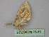  ( - BC ZSM Lep 26152)  @12 [ ] CreativeCommons - Attribution Non-Commercial Share-Alike (2010) Unspecified SNSB, Zoologische Staatssammlung Muenchen