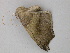  ( - BC ZSM Lep 26154)  @12 [ ] CreativeCommons - Attribution Non-Commercial Share-Alike (2010) Unspecified SNSB, Zoologische Staatssammlung Muenchen