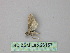  ( - BC ZSM Lep 26157)  @12 [ ] CreativeCommons - Attribution Non-Commercial Share-Alike (2010) Unspecified SNSB, Zoologische Staatssammlung Muenchen