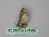  ( - BC ZSM Lep 26158)  @12 [ ] CreativeCommons - Attribution Non-Commercial Share-Alike (2010) Unspecified SNSB, Zoologische Staatssammlung Muenchen