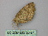  ( - BC ZSM Lep 26161)  @12 [ ] CreativeCommons - Attribution Non-Commercial Share-Alike (2010) Unspecified SNSB, Zoologische Staatssammlung Muenchen