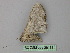  ( - BC ZSM Lep 26166)  @12 [ ] CreativeCommons - Attribution Non-Commercial Share-Alike (2010) Unspecified SNSB, Zoologische Staatssammlung Muenchen