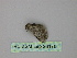  ( - BC ZSM Lep 26170)  @12 [ ] CreativeCommons - Attribution Non-Commercial Share-Alike (2010) Unspecified SNSB, Zoologische Staatssammlung Muenchen