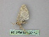  ( - BC ZSM Lep 26175)  @12 [ ] CreativeCommons - Attribution Non-Commercial Share-Alike (2010) Unspecified SNSB, Zoologische Staatssammlung Muenchen