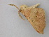  ( - BC ZSM Lep 26181)  @12 [ ] CreativeCommons - Attribution Non-Commercial Share-Alike (2010) Unspecified SNSB, Zoologische Staatssammlung Muenchen