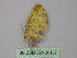  ( - BC ZSM Lep 26187)  @12 [ ] CreativeCommons - Attribution Non-Commercial Share-Alike (2010) Unspecified SNSB, Zoologische Staatssammlung Muenchen