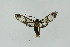  (Heterodontia nr. haematica - BC ZSM Lep 17592)  @12 [ ] CreativeCommons - Attribution Non-Commercial Share-Alike (2010) Unspecified SNSB, Zoologische Staatssammlung Muenchen