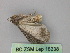  ( - BC ZSM Lep 18238)  @12 [ ] CreativeCommons - Attribution Non-Commercial Share-Alike (2010) Unspecified SNSB, Zoologische Staatssammlung Muenchen