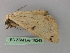  ( - BC ZSM Lep 18249)  @12 [ ] CreativeCommons - Attribution Non-Commercial Share-Alike (2010) Unspecified SNSB, Zoologische Staatssammlung Muenchen
