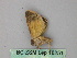  ( - BC ZSM Lep 18251)  @12 [ ] CreativeCommons - Attribution Non-Commercial Share-Alike (2010) Unspecified SNSB, Zoologische Staatssammlung Muenchen