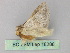  ( - BC ZSM Lep 18288)  @13 [ ] CreativeCommons - Attribution Non-Commercial Share-Alike (2010) Unspecified SNSB, Zoologische Staatssammlung Muenchen