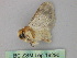  ( - BC ZSM Lep 18290)  @13 [ ] CreativeCommons - Attribution Non-Commercial Share-Alike (2010) Unspecified SNSB, Zoologische Staatssammlung Muenchen