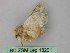  ( - BC ZSM Lep 18291)  @13 [ ] CreativeCommons - Attribution Non-Commercial Share-Alike (2010) Unspecified SNSB, Zoologische Staatssammlung Muenchen
