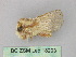  ( - BC ZSM Lep 18293)  @13 [ ] CreativeCommons - Attribution Non-Commercial Share-Alike (2010) Unspecified SNSB, Zoologische Staatssammlung Muenchen