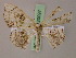  ( - BC ZSM Lep 20097)  @11 [ ] CreativeCommons - Attribution Non-Commercial Share-Alike (2010) Unspecified SNSB, Zoologische Staatssammlung Muenchen