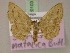  ( - BC ZSM Lep 20103)  @13 [ ] CreativeCommons - Attribution Non-Commercial Share-Alike (2010) Unspecified SNSB, Zoologische Staatssammlung Muenchen