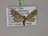  ( - BC ZSM Lep 20123)  @13 [ ] CreativeCommons - Attribution Non-Commercial Share-Alike (2010) Unspecified SNSB, Zoologische Staatssammlung Muenchen