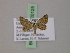  ( - BC ZSM Lep 20125)  @12 [ ] CreativeCommons - Attribution Non-Commercial Share-Alike (2010) Unspecified SNSB, Zoologische Staatssammlung Muenchen