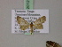  ( - BC ZSM Lep 20127)  @12 [ ] CreativeCommons - Attribution Non-Commercial Share-Alike (2010) Unspecified SNSB, Zoologische Staatssammlung Muenchen
