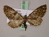  (Eupithecia AH04Tz - BC ZSM Lep 20130)  @14 [ ] CreativeCommons - Attribution Non-Commercial Share-Alike (2010) Unspecified SNSB, Zoologische Staatssammlung Muenchen
