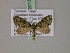  ( - BC ZSM Lep 20131)  @14 [ ] CreativeCommons - Attribution Non-Commercial Share-Alike (2010) Unspecified SNSB, Zoologische Staatssammlung Muenchen