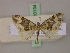  ( - BC ZSM Lep 20134)  @12 [ ] CreativeCommons - Attribution Non-Commercial Share-Alike (2010) Unspecified SNSB, Zoologische Staatssammlung Muenchen