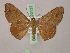  ( - BC ZSM Lep 20137)  @14 [ ] CreativeCommons - Attribution Non-Commercial Share-Alike (2010) Unspecified SNSB, Zoologische Staatssammlung Muenchen