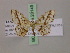  ( - BC ZSM Lep 20149)  @11 [ ] CreativeCommons - Attribution Non-Commercial Share-Alike (2010) Unspecified SNSB, Zoologische Staatssammlung Muenchen
