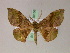 (Euexia AH01Tz - BC ZSM Lep 20156)  @14 [ ] CreativeCommons - Attribution Non-Commercial Share-Alike (2010) Unspecified SNSB, Zoologische Staatssammlung Muenchen