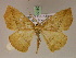  ( - BC ZSM Lep 20160)  @14 [ ] CreativeCommons - Attribution Non-Commercial Share-Alike (2010) Unspecified SNSB, Zoologische Staatssammlung Muenchen