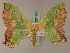  ( - BC ZSM Lep 20163)  @13 [ ] CreativeCommons - Attribution Non-Commercial Share-Alike (2010) Unspecified SNSB, Zoologische Staatssammlung Muenchen