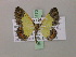  (Zamarada ndogo - BC ZSM Lep 20173)  @13 [ ] CreativeCommons - Attribution Non-Commercial Share-Alike (2010) Unspecified SNSB, Zoologische Staatssammlung Muenchen