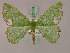  ( - BC ZSM Lep 20174)  @11 [ ] CreativeCommons - Attribution Non-Commercial Share-Alike (2010) Unspecified SNSB, Zoologische Staatssammlung Muenchen