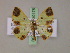  ( - BC ZSM Lep 20175)  @11 [ ] CreativeCommons - Attribution Non-Commercial Share-Alike (2010) Unspecified SNSB, Zoologische Staatssammlung Muenchen
