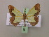  (Zamarada purimargo - BC ZSM Lep 20177)  @14 [ ] CreativeCommons - Attribution Non-Commercial Share-Alike (2010) Unspecified SNSB, Zoologische Staatssammlung Muenchen