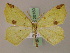  (Epigynopteryx AH01Tz - BC ZSM Lep 20180)  @15 [ ] CreativeCommons - Attribution Non-Commercial Share-Alike (2010) Unspecified SNSB, Zoologische Staatssammlung Muenchen