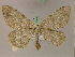  ( - BC ZSM Lep 20184)  @12 [ ] CreativeCommons - Attribution Non-Commercial Share-Alike (2010) Unspecified SNSB, Zoologische Staatssammlung Muenchen