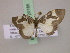 (Asthenotricha meruana - BC ZSM Lep 20185)  @13 [ ] CreativeCommons - Attribution Non-Commercial Share-Alike (2010) Unspecified SNSB, Zoologische Staatssammlung Muenchen