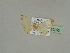  ( - BC ZSM Lep 20253)  @11 [ ] CreativeCommons - Attribution Non-Commercial Share-Alike (2010) Unspecified SNSB, Zoologische Staatssammlung Muenchen