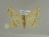  ( - BC ZSM Lep 20274)  @13 [ ] CreativeCommons - Attribution Non-Commercial Share-Alike (2010) Unspecified SNSB, Zoologische Staatssammlung Muenchen