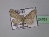  ( - BC ZSM Lep 24761)  @13 [ ] CreativeCommons - Attribution Non-Commercial Share-Alike (2010) Unspecified SNSB, Zoologische Staatssammlung Muenchen