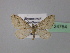  ( - BC ZSM Lep 24764)  @11 [ ] CreativeCommons - Attribution Non-Commercial Share-Alike (2010) Unspecified SNSB, Zoologische Staatssammlung Muenchen