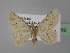  (Charissa AH01Tr - BC ZSM Lep 24769)  @11 [ ] CreativeCommons - Attribution Non-Commercial Share-Alike (2010) Unspecified SNSB, Zoologische Staatssammlung Muenchen