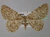  ( - BC ZSM Lep 24772)  @14 [ ] CreativeCommons - Attribution Non-Commercial Share-Alike (2010) Unspecified SNSB, Zoologische Staatssammlung Muenchen