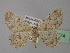  (Charissa AH05Tr - BC ZSM Lep 24774)  @11 [ ] CreativeCommons - Attribution Non-Commercial Share-Alike (2010) Unspecified SNSB, Zoologische Staatssammlung Muenchen