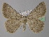  (Charissa certhiatus - BC ZSM Lep 24775)  @14 [ ] CreativeCommons - Attribution Non-Commercial Share-Alike (2010) Unspecified SNSB, Zoologische Staatssammlung Muenchen