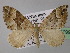  ( - BC ZSM Lep 24799)  @14 [ ] CreativeCommons - Attribution Non-Commercial Share-Alike (2010) Unspecified SNSB, Zoologische Staatssammlung Muenchen