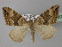  ( - BC ZSM Lep 24800)  @14 [ ] CreativeCommons - Attribution Non-Commercial Share-Alike (2010) Unspecified SNSB, Zoologische Staatssammlung Muenchen